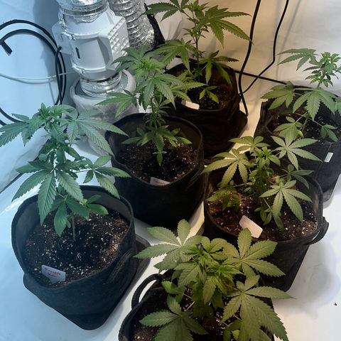 Pineapple Kush growlog timeline photo