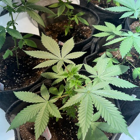 Pineapple Kush growlog timeline photo