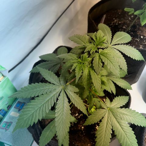Pineapple Kush growlog timeline photo