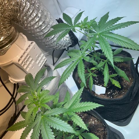 Pineapple Kush growlog timeline photo