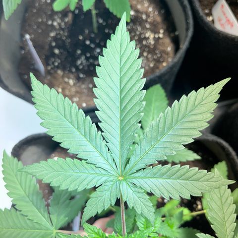 Pineapple Kush growlog timeline photo