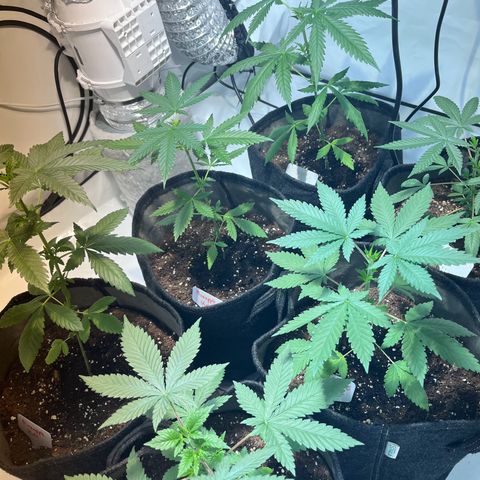 Pineapple Kush growlog timeline photo