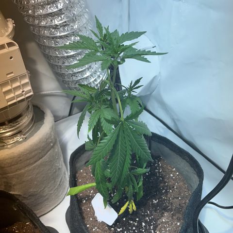 Pineapple Kush growlog photo: Vor dem Gießen 