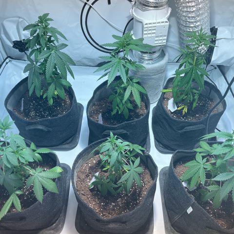 Pineapple Kush growlog photo: Vor dem Gießen 