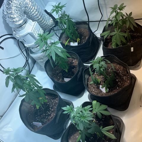 Pineapple Kush growlog photo: Vor dem Gießen 