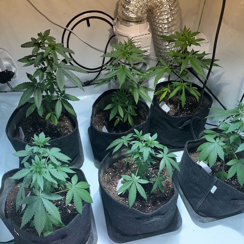 Pineapple Kush growlog photo: Vor dem giessen