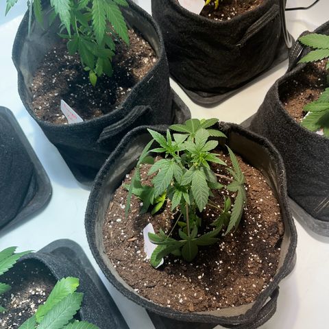 Pineapple Kush growlog photo: Vor dem Gießen 