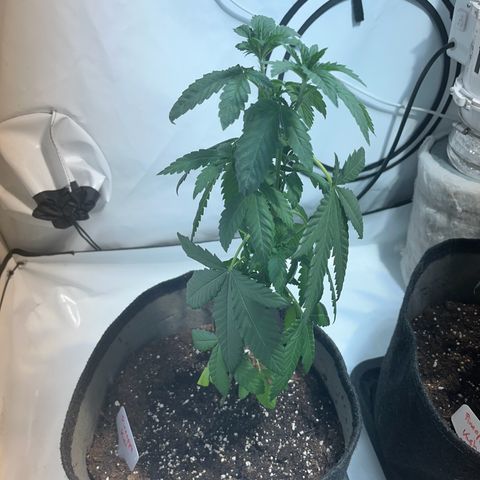 Pineapple Kush growlog photo: Vor dem Gießen 