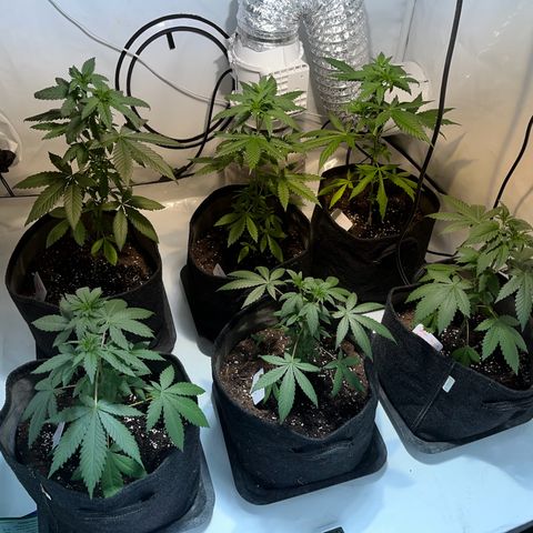 Pineapple Kush growlog timeline photo