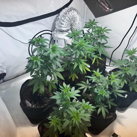Pineapple Kush growlog timeline photo