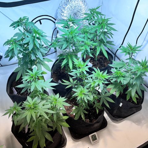 Pineapple Kush growlog timeline photo