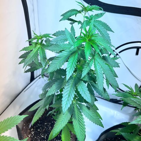 Pineapple Kush growlog timeline photo