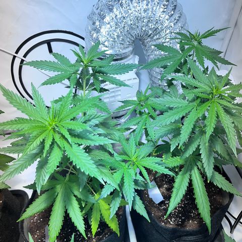 Pineapple Kush growlog timeline photo