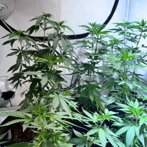 Pineapple Kush growlog timeline photo