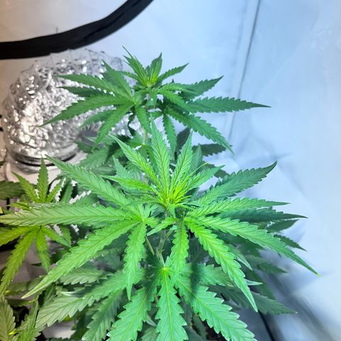 Pineapple Kush growlog timeline photo