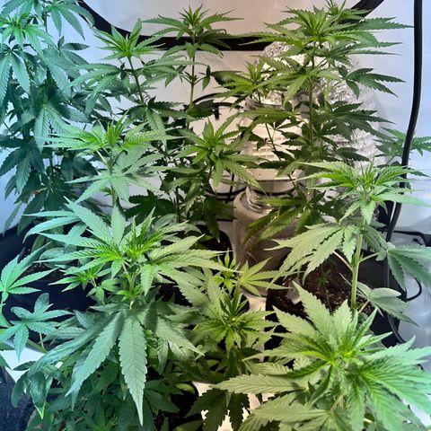 Pineapple Kush growlog timeline photo