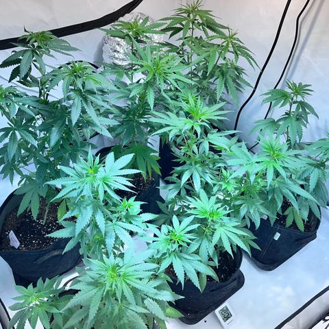 Pineapple Kush growlog timeline photo