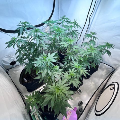 Pineapple Kush growlog timeline photo