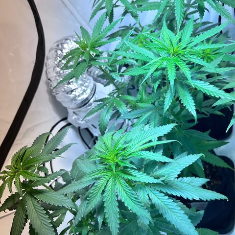 Pineapple Kush growlog timeline photo