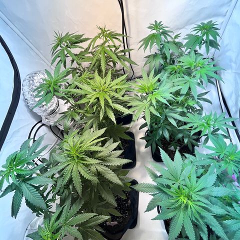 Pineapple Kush growlog timeline photo