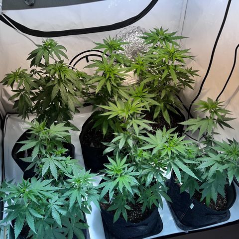 Pineapple Kush growlog timeline photo