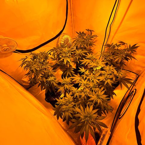 Pineapple Kush growlog photo: 3. mal getoppt