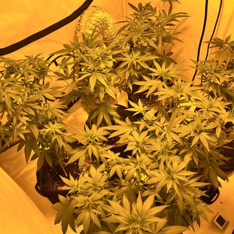 Pineapple Kush growlog photo: 3. mal getoppt