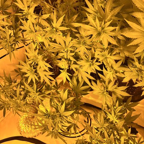 Pineapple Kush growlog photo: 3. mal getoppt