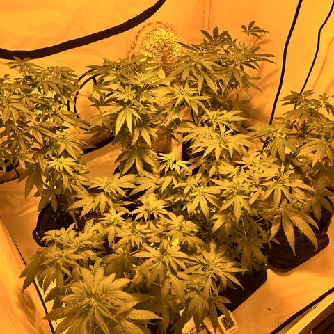 Pineapple Kush growlog timeline photo