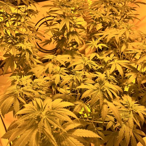 Pineapple Kush growlog timeline photo