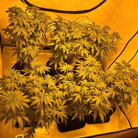 Pineapple Kush growlog timeline photo