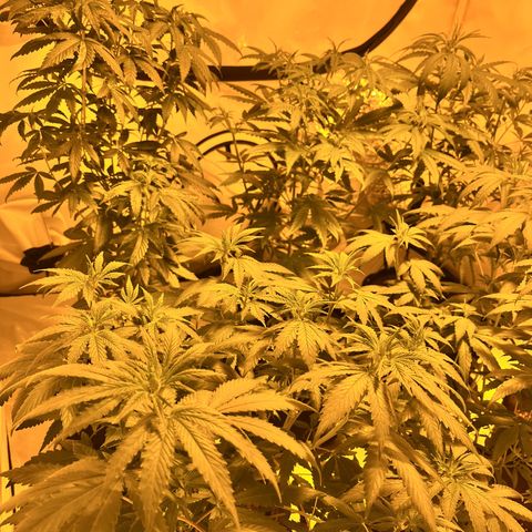 Pineapple Kush growlog timeline photo