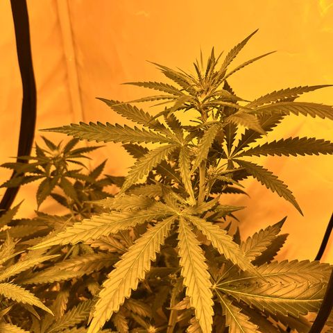 Pineapple Kush growlog timeline photo