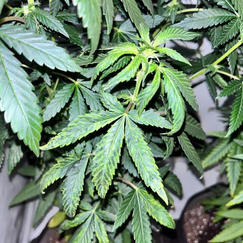 Pineapple Kush growlog timeline photo