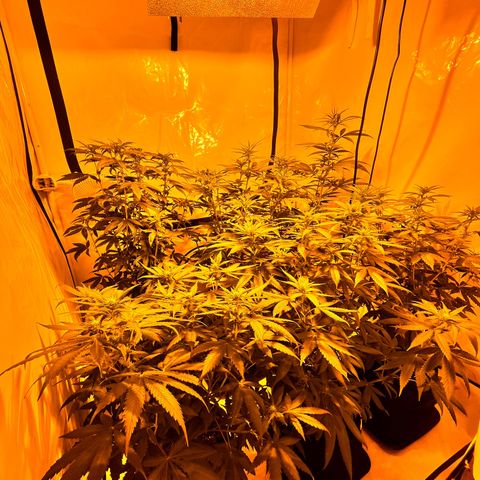 Pineapple Kush growlog timeline photo