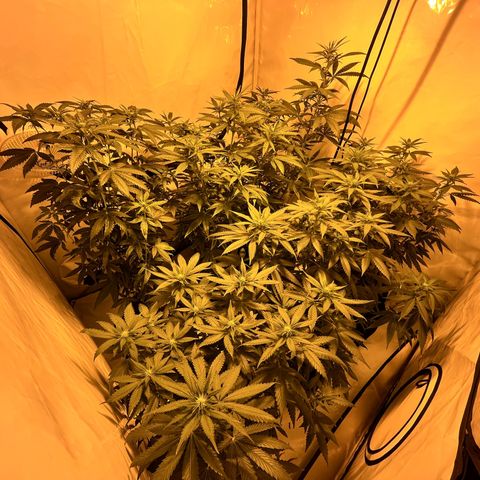 Pineapple Kush growlog timeline photo