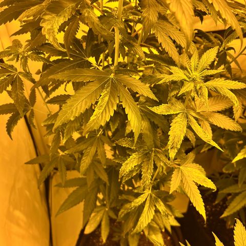 Pineapple Kush growlog timeline photo