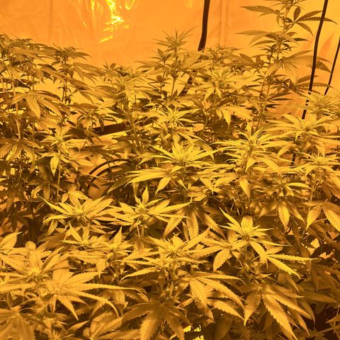 Pineapple Kush growlog timeline photo