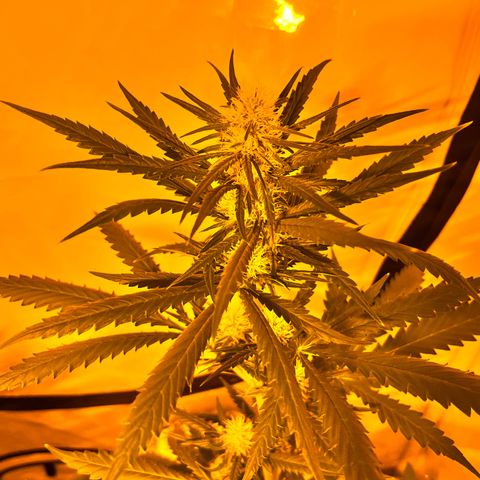 Pineapple Kush growlog timeline photo