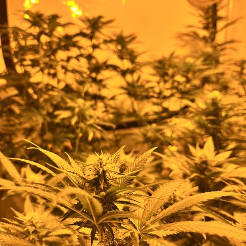 Pineapple Kush growlog timeline photo
