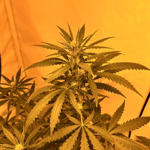 Pineapple Kush growlog timeline photo