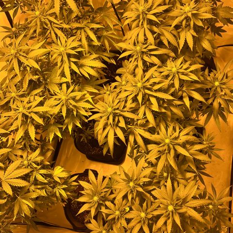 Pineapple Kush growlog timeline photo