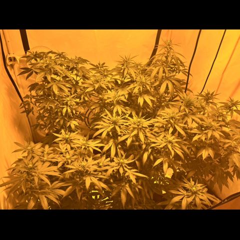 Pineapple Kush growlog timeline photo
