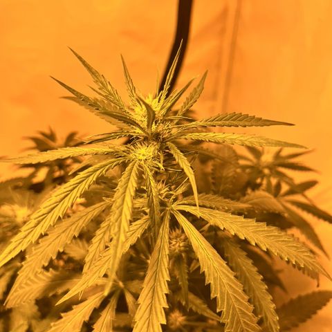 Pineapple Kush growlog timeline photo