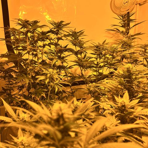 Pineapple Kush growlog timeline photo