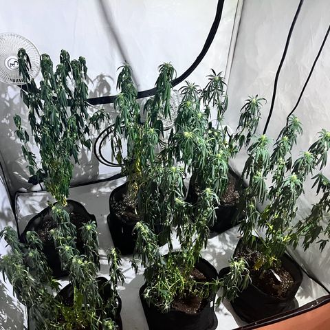 Pineapple Kush growlog timeline photo