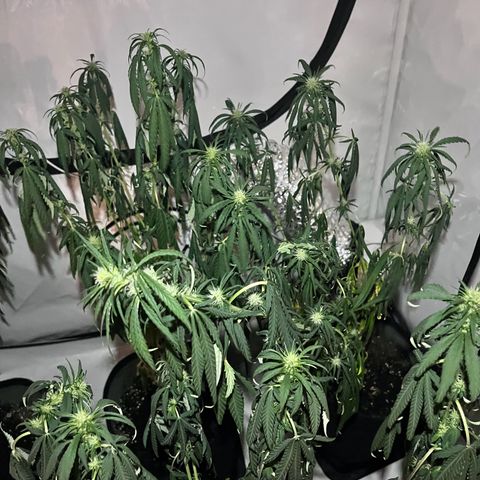Pineapple Kush growlog timeline photo