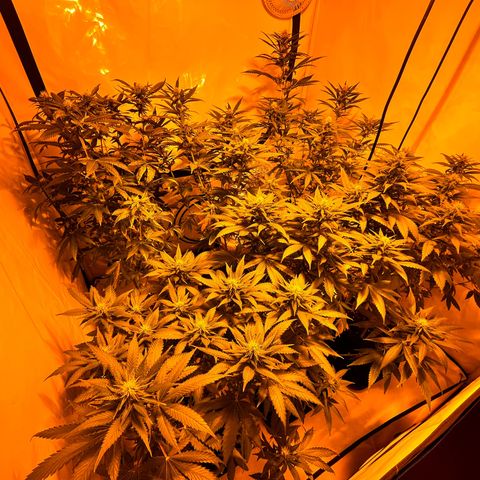 Pineapple Kush growlog timeline photo