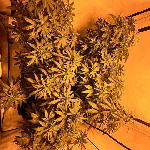 Pineapple Kush growlog timeline photo