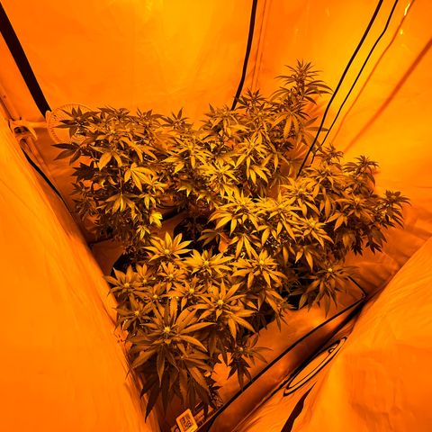 Pineapple Kush growlog timeline photo